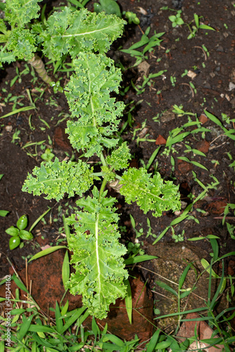 Green curly kale plant in vegetable garden  Leaf is beneficial for health lovers. High antioxidant