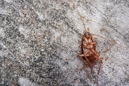 The cockroach on the concrete floor died from insect venom and was eaten by ants