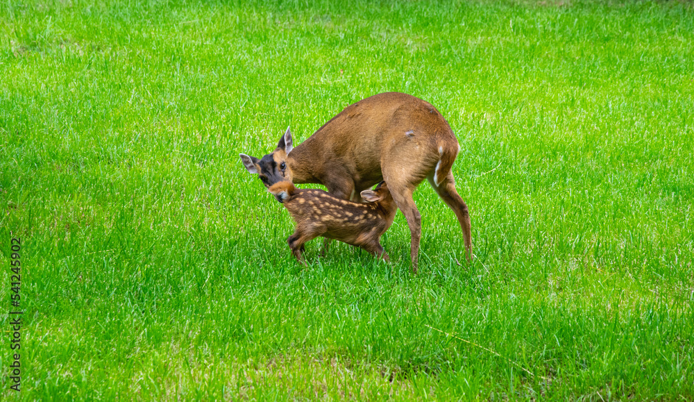 Muntiacus reevesi. A female deer feeding her young. Green grass in the background