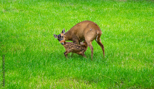Muntiacus reevesi. A female deer feeding her young. Green grass in the background