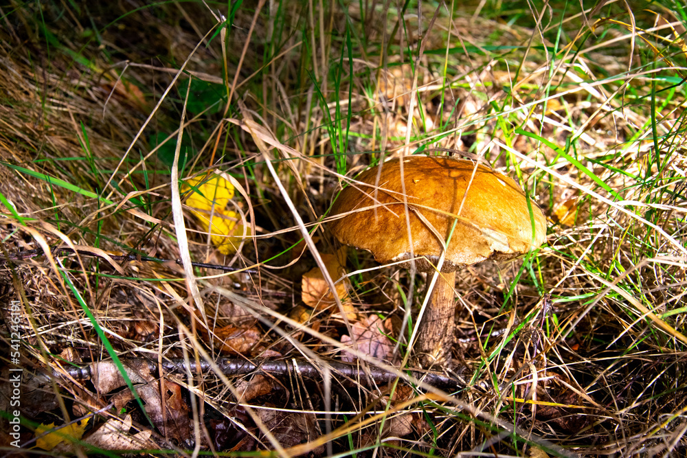Mushroom in the forest. Edible mushrooms. Forest in autumn