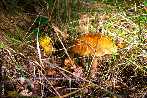 Mushroom in the forest. Edible mushrooms. Forest in autumn