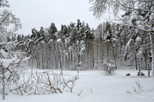 Winter in the park