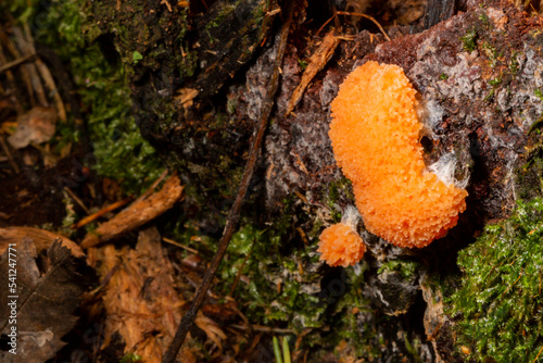 Red raspberry slime mold Tubifera ferruginosa on an old tree trunk in the forest. Rare orange mushroom close-up photo