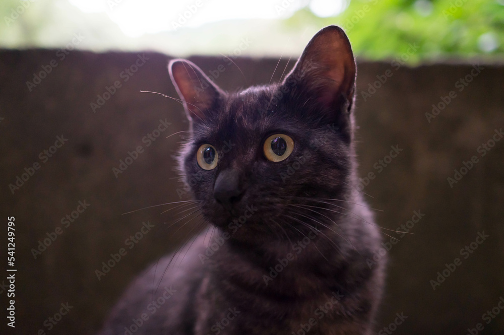 まんまるな瞳をした黒猫