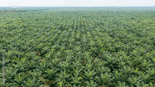 Aerial view, directly above a palm oil plantation in Malaysia. Kilometers of monoculture landscape, the coast of Malaysia on the strait of Malacca. Panorama view of palm oil plantation. Agriculture