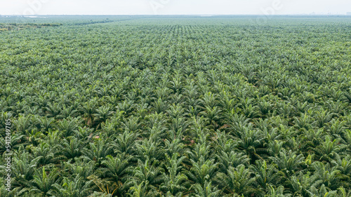 Aerial view, directly above a palm oil plantation in Malaysia. Kilometers of monoculture landscape, the coast of Malaysia on the strait of Malacca. Panorama view of palm oil plantation. Agriculture photo