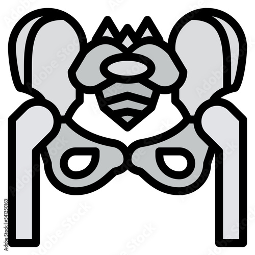 pelvis human body organ