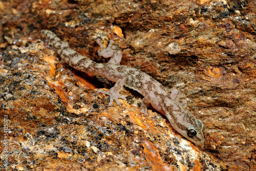 European leaf-toed gecko // Europäischer Blattfingergecko (Euleptes europaea) - Sardinia, Italy