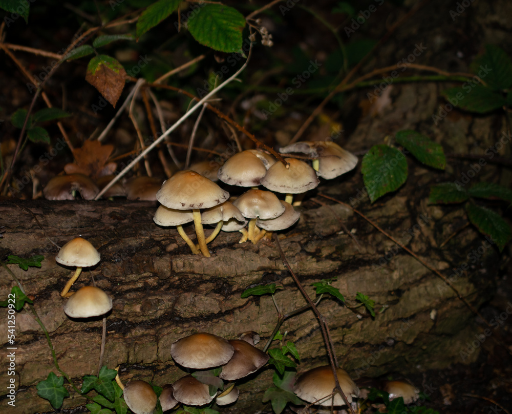 mushrooms in the forest