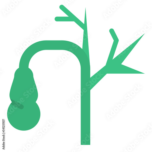 gallbladder human body organ