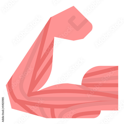 muscle human body organ