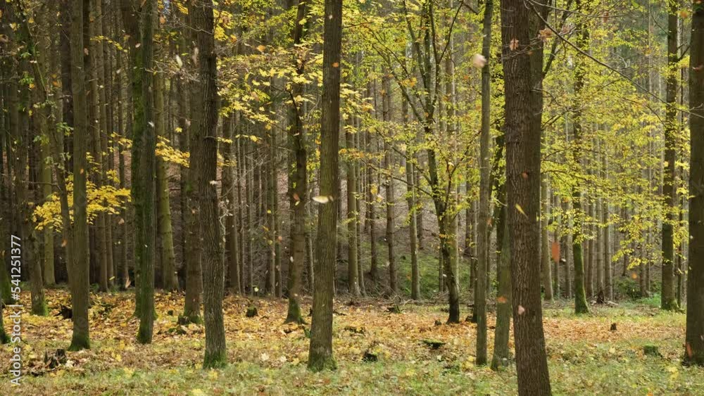 Leaf fall in the Autumn landscape. Change of seasons nature in the Golden color forest.  in wind Fly falling orange leaves slow motion.