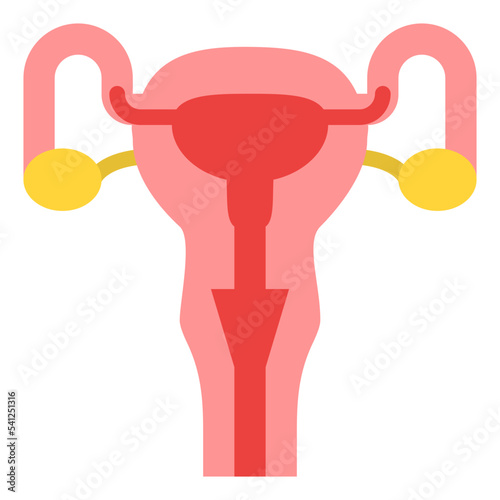 uterus human body organ