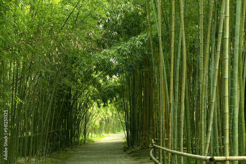 Green Bamboo Forest with an Arch at the End of the Trail