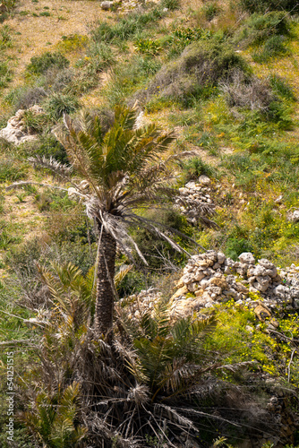 Palm on the rocks 