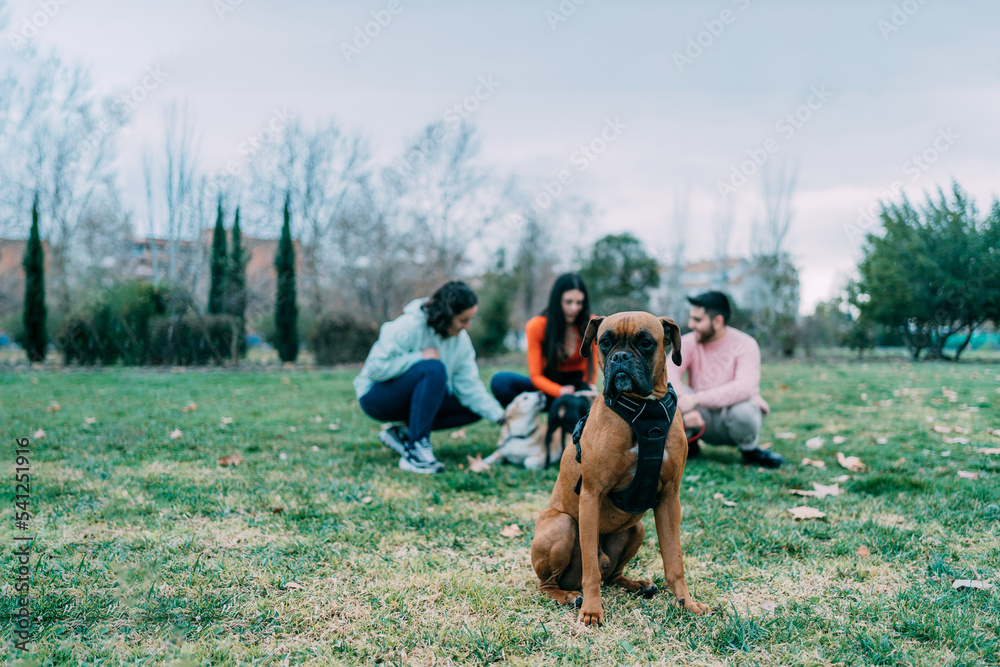boxer breed dog sitting with his owner and more dogs behind in the background