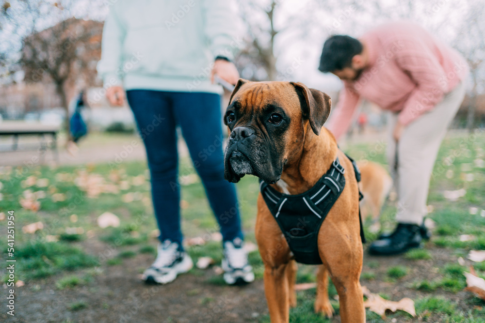 boxer breed dog sitting with his owner and more dogs behind in the background boxer breed dog sitting with his owner and more dogs behind in the background