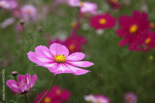 pink cosmos flowers © 拓也 大原