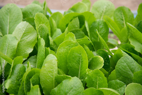 fresh spinach leaves