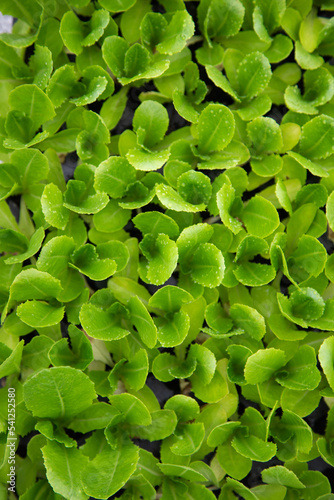 close up of green leaves