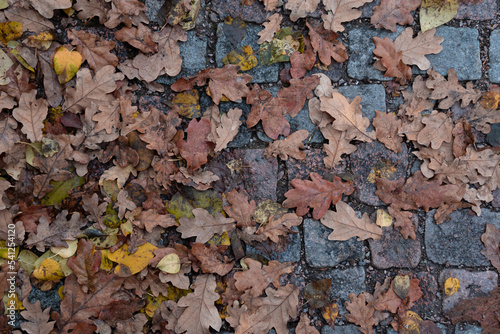 autumn oak leaves on paving stones , close - up