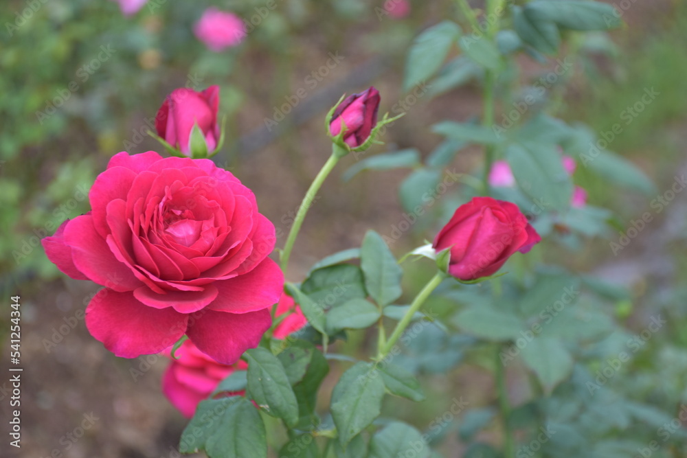 Blurred background, elegant red roses in a natural and well-maintained outdoor garden. as wallpaper for the web