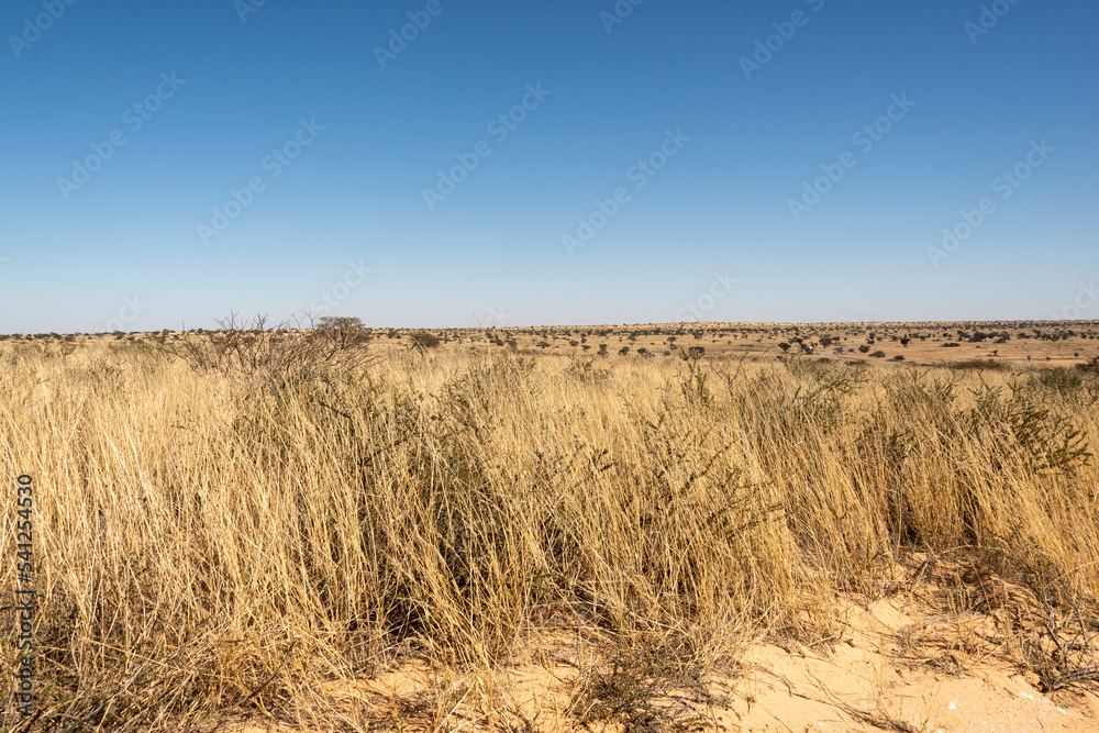 Désert du Kalahari, Afrique du Sud Désert du Kalahari, Afrique du Sud