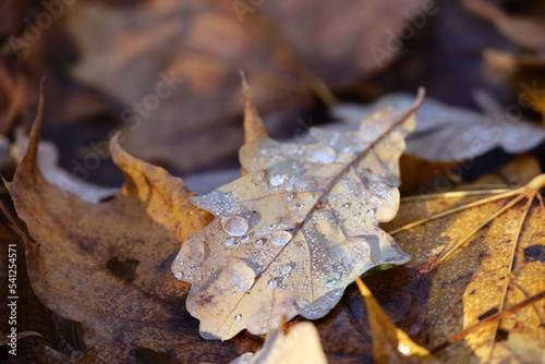 Autumn season, fallen maple and oak leaves covered with water drops. Rain in a forest