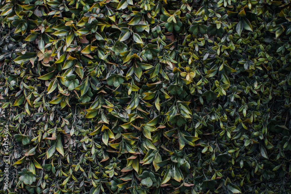 Artificial plastic leaves of a natural fence decoration that can be used indoor and outdoors Artificial plastic leaves of a natural fence decoration that can be used indoor and outdoors