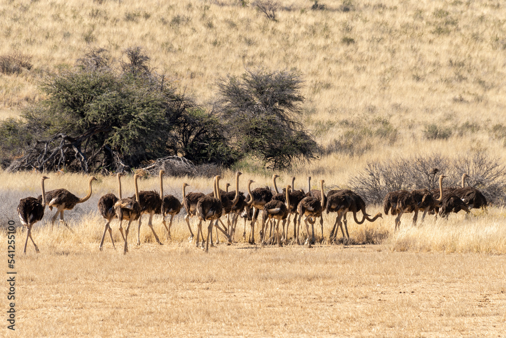 Autruche d'Afrique, .Struthio camelus, Common Ostrich, Désert du Kalahari, Afrique du Sud Autruche d'Afrique, .Struthio camelus, Common Ostrich, Désert du Kalahari, Afrique du Sud