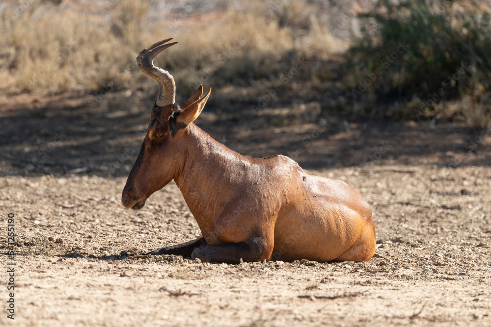 Bubale caama, Alcelaphus caama, Parc national du Kalahari, Afrique du Sud Bubale caama, Alcelaphus caama, Parc national du Kalahari, Afrique du Sud