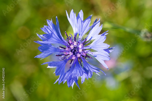 Bleuet, Cyanus segetum photo