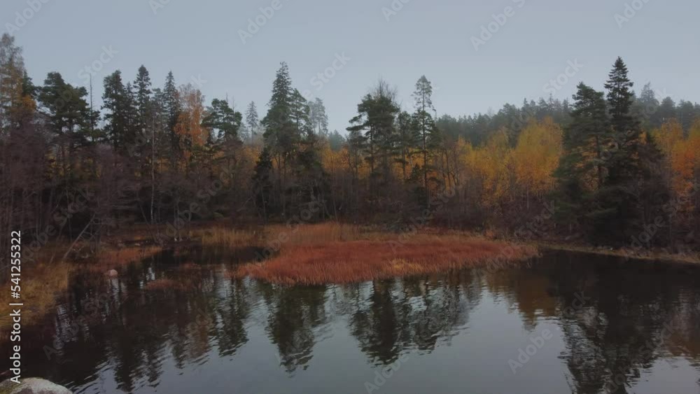 Yellowing vegetation in the autumn misty forest. Shooting from a drone. Yellowing vegetation in the autumn misty forest. Shooting from a drone.