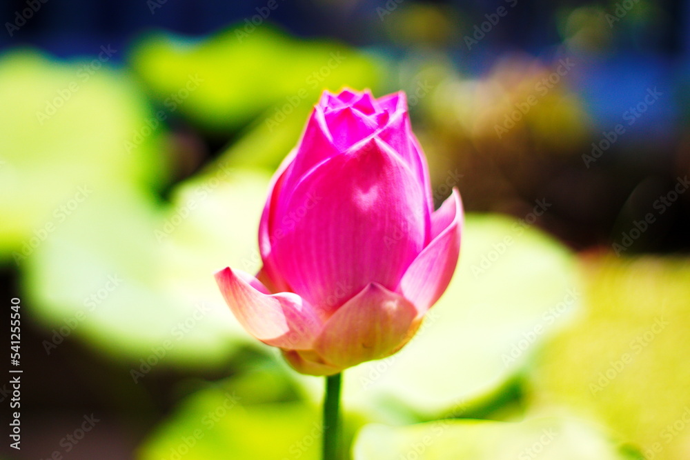 pink lotus flower in the garden pink lotus flower in the garden
