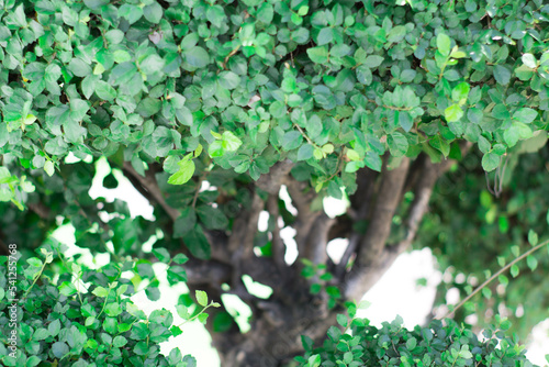 leaves in the garden