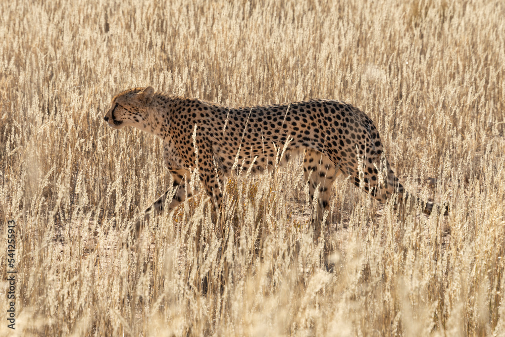 Naklejka premium Guépard, cheetah, Acinonyx jubatus, Guépard, cheetah, Acinonyx jubatus, Parc national du Kalahari, Afrique du Sud