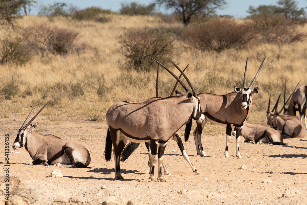 oryx gazelle, gemsbok, Oryx gazella, Parc national Kalahari, Afrique du Sud oryx gazelle, gemsbok, Oryx gazella, Parc national Kalahari, Afrique du Sud