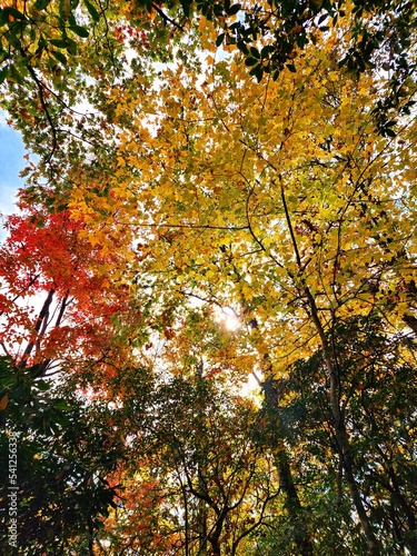 autumn in the park