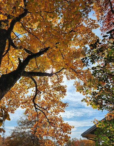 autumn in the park