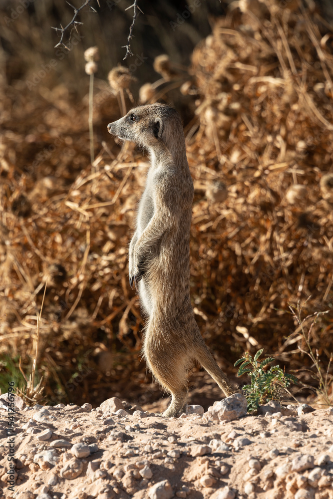 Suricate, Suricate, meerkat, Suricata suricatta, Parc national Kalahari, Afrique du Sud Suricate, Suricate, meerkat, Suricata suricatta, Parc national Kalahari, Afrique du Sud