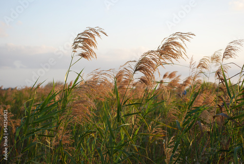 Everglade Grasses photo