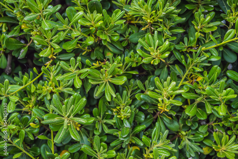 Pittosporum tobira several common names, including Australian laurel, apanese pittosporum, mock orange Pittosporum tobira several common names, including Australian laurel, apanese pittosporum, mock orange