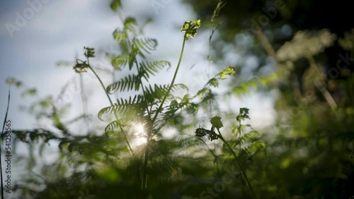 Slow motion of sunlight coming through plants in Mullingar town, Ireland photo
