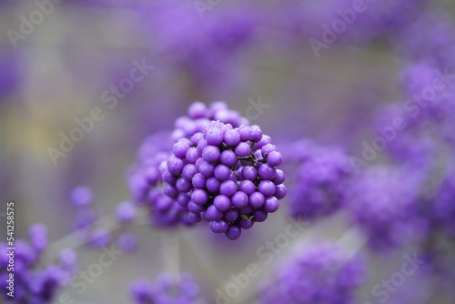 Callicarpa bodinieri, Callicarpa bodinieri var. Giraldii, (Bodinier's beautyberry) is a species of flowering plant in the genus Callicarpa of the family Lamiaceae, native to West and Central China. photo