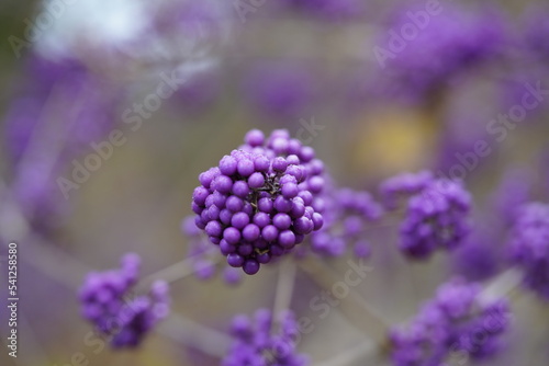 Callicarpa bodinieri, Callicarpa bodinieri var. Giraldii, (Bodinier's beautyberry) is a species of flowering plant in the genus Callicarpa of the family Lamiaceae, native to West and Central China. photo