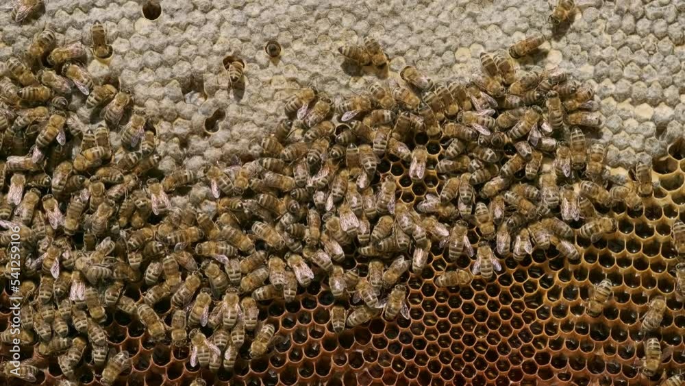 Close up shot of Honeycomb background texture with a lot of bees on it Close up shot of Honeycomb background texture with a lot of bees on it