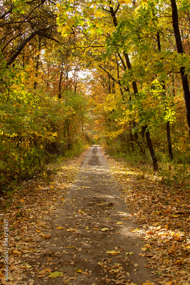 A forest path covered in yellow and orange leaves