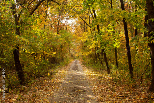 A forest path covered in yellow and orange leaves © Amv