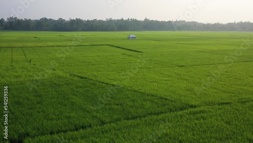 Aerial view of a rice field in Bhaluka, Mymensing, Bangladesh. photo